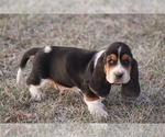 Small #1 Basset Hound