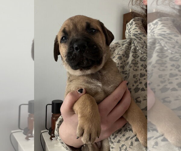 Medium Photo #1 Labrottie Puppy For Sale in Brewster, NY, USA