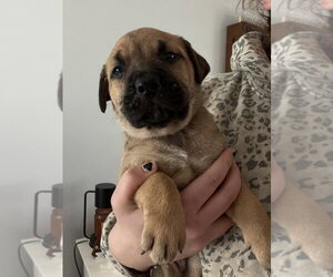 Labrottie Dogs for adoption in Brewster, NY, USA