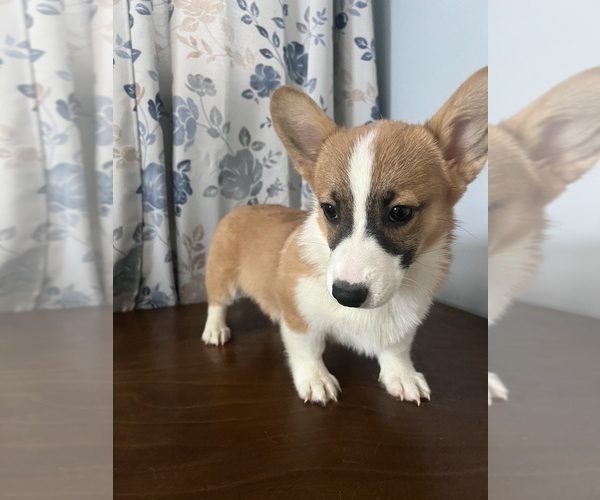 Medium Photo #48 Pembroke Welsh Corgi Puppy For Sale in DURHAM, CT, USA