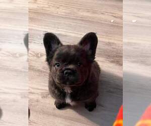 French Bulldog Puppy for sale in HOLDEN, MO, USA