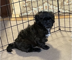 Shih-Poo Puppy for sale in GLOUCESTER, VA, USA