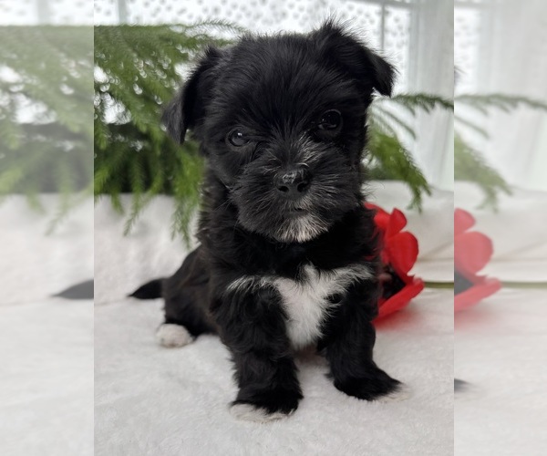 Medium Photo #8 Morkie Puppy For Sale in ROCK STREAM, NY, USA