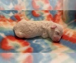 Small Photo #3 Bichon Frise Puppy For Sale in ORLANDO, FL, USA