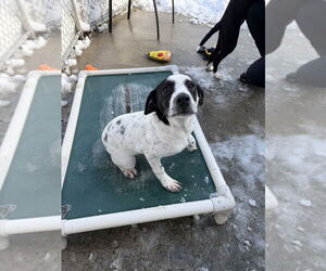 Mutt Dogs for adoption in Elmsford, NY, USA