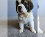 Small Photo #13 Saint Bernard Puppy For Sale in PALM COAST, FL, USA