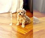 Small #2 Maltipoo