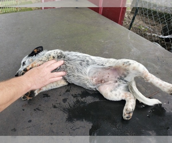 Medium Photo #2 Australian Cattle Dog Puppy For Sale in TOWNSEND, DE, USA