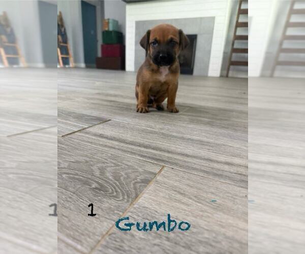 Medium Photo #1 Mutt Puppy For Sale in FRAMINGHAM, MA, USA