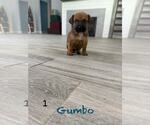 Small Mutt