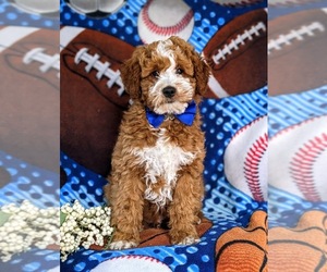 Goldendoodle (Miniature) Puppy for sale in CHRISTIANA, PA, USA