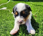 Puppy Hefty English Setter