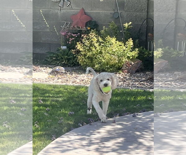 Medium Photo #9 Mutt Puppy For Sale in Sandy, UT, USA