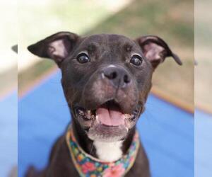 American Staffordshire Terrier-Unknown Mix Dogs for adoption in San Antonio, TX, USA