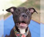 Small American Staffordshire Terrier Mix