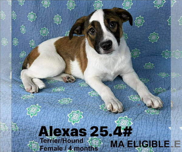 Medium Photo #4 Mutt Puppy For Sale in pomfret, CT, USA
