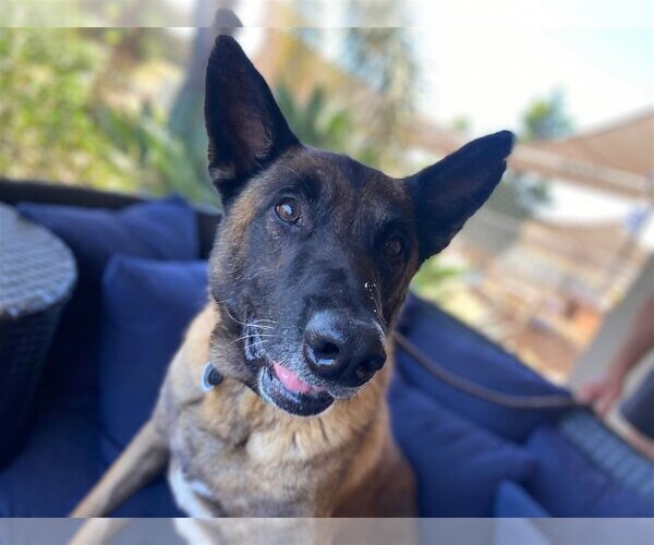 Medium Photo #8 Mutt Puppy For Sale in  Ramona, CA, USA