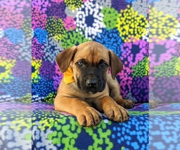 Medium Photo #4 Boerboel Puppy For Sale in OXFORD, PA, USA