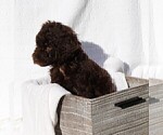 Small Photo #7 Poodle (Standard) Puppy For Sale in LAKE CITY, FL, USA