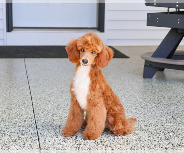 Medium Photo #5 Poodle (Miniature) Puppy For Sale in SYRACUSE, IN, USA