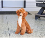 Small #4 Poodle (Miniature)
