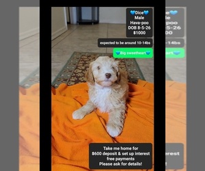 Havapoo Puppy for Sale in TUCSON, Arizona USA