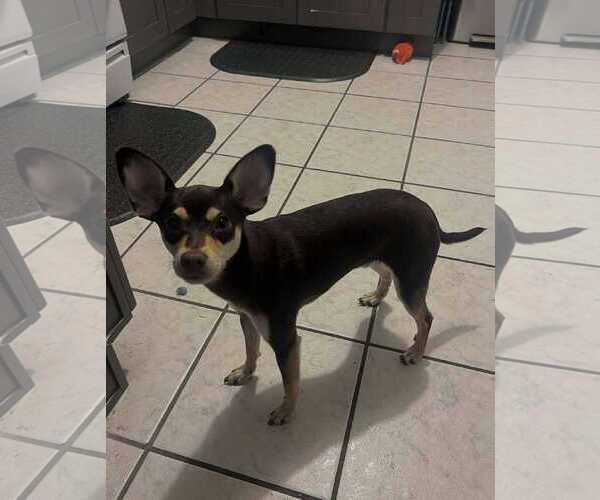 Medium Photo #2 Chipin Puppy For Sale in La Verne, CA, USA