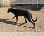 Small Photo #6 Doberman Pinscher-Unknown Mix Puppy For Sale in Apple Valley, CA, USA