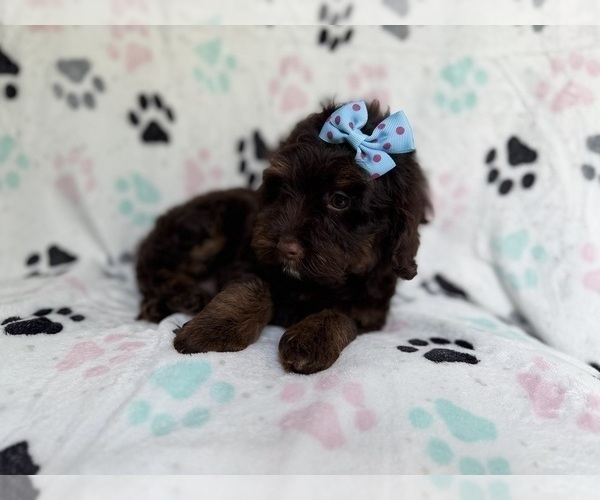 Medium Photo #6 Cock-A-Poo Puppy For Sale in LAKELAND, FL, USA