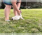 Small #2 Great Dane