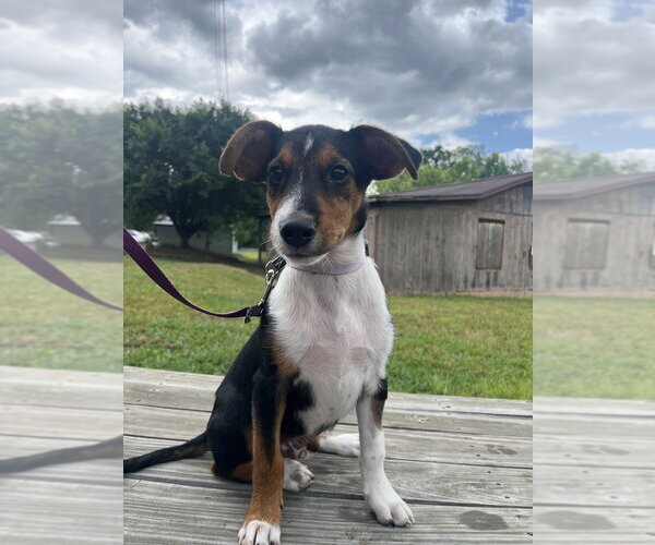 Medium Photo #4 Mutt Puppy For Sale in Candler, NC, USA