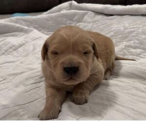 Golden Retriever Puppy for sale in SEYMOUR, IN, USA