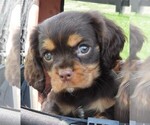 Puppy Puppy 4 Male Cavalier King Charles Spaniel