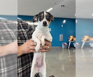 Medium Chihuahua Mix