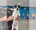 Small Chihuahua Mix