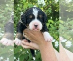 Small Photo #46 Bernedoodle Puppy For Sale in MARTINSVILLE, IN, USA