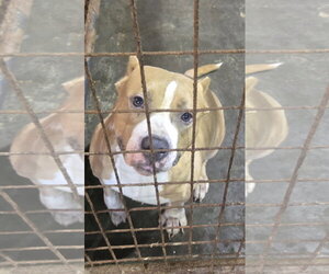 Grateful - Female American Pit Bull Terrier-Unknown Mix Dog for Adoption - Photo #4