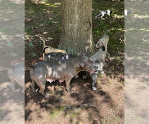 American Staffordshire Terrier Puppy for sale in STOCKBRIDGE, GA, USA