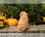 Small #34 Cocker Spaniel-Poodle (Miniature) Mix