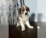 Small #6 Aussie-Corgi