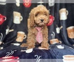 Small #1 Cavapoo