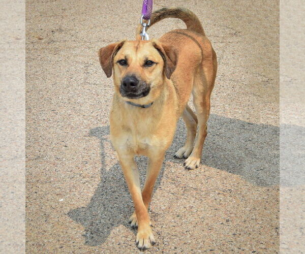 Medium Photo #5 Black Mouth Cur-German Shepherd Dog Mix Puppy For Sale in Huntley, IL, USA