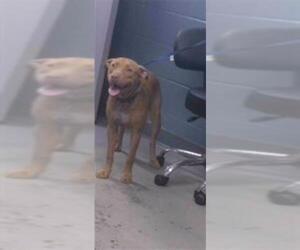 Medium Black Mouth Cur Mix