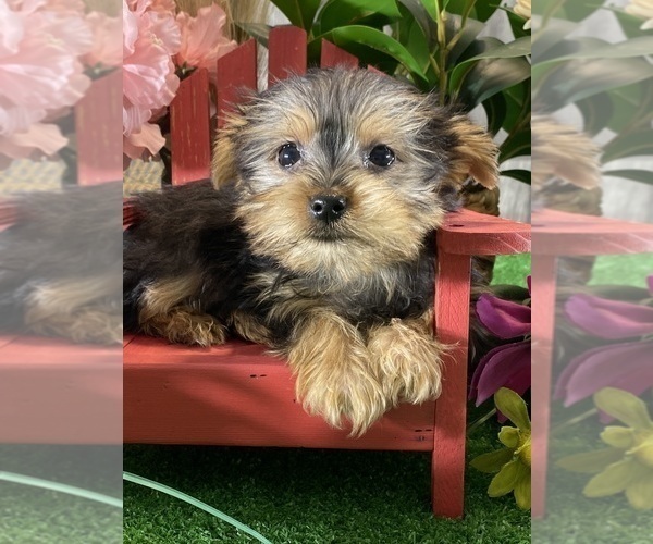 Medium Photo #6 Yorkshire Terrier Puppy For Sale in CANOGA, NY, USA