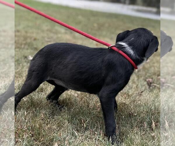 Medium Photo #3 Mutt Puppy For Sale in Yardley, PA, USA