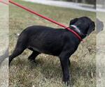Small #2 Mutt