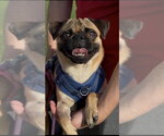 Small #2 Pug