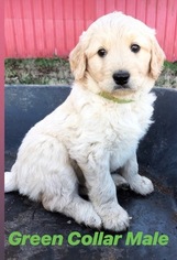 Goldendoodle Puppy for sale in ABBEVILLE, SC, USA