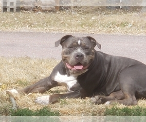Mother of the American Bully puppies born on 01/17/2023