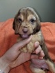 Puppy 9 Bloodhound